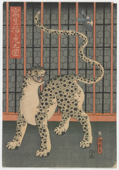 A Leopard Drawed from Life، Edo period، 1860 (طبعة خشبية ملونة) بواسطة أوتاغاوا كونيمارو